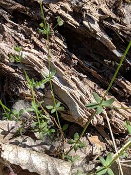 Image of limestone bedstraw