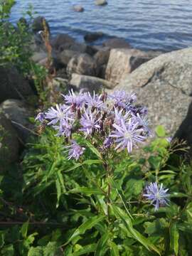 Image of Lactuca sibirica (L.) Maxim.