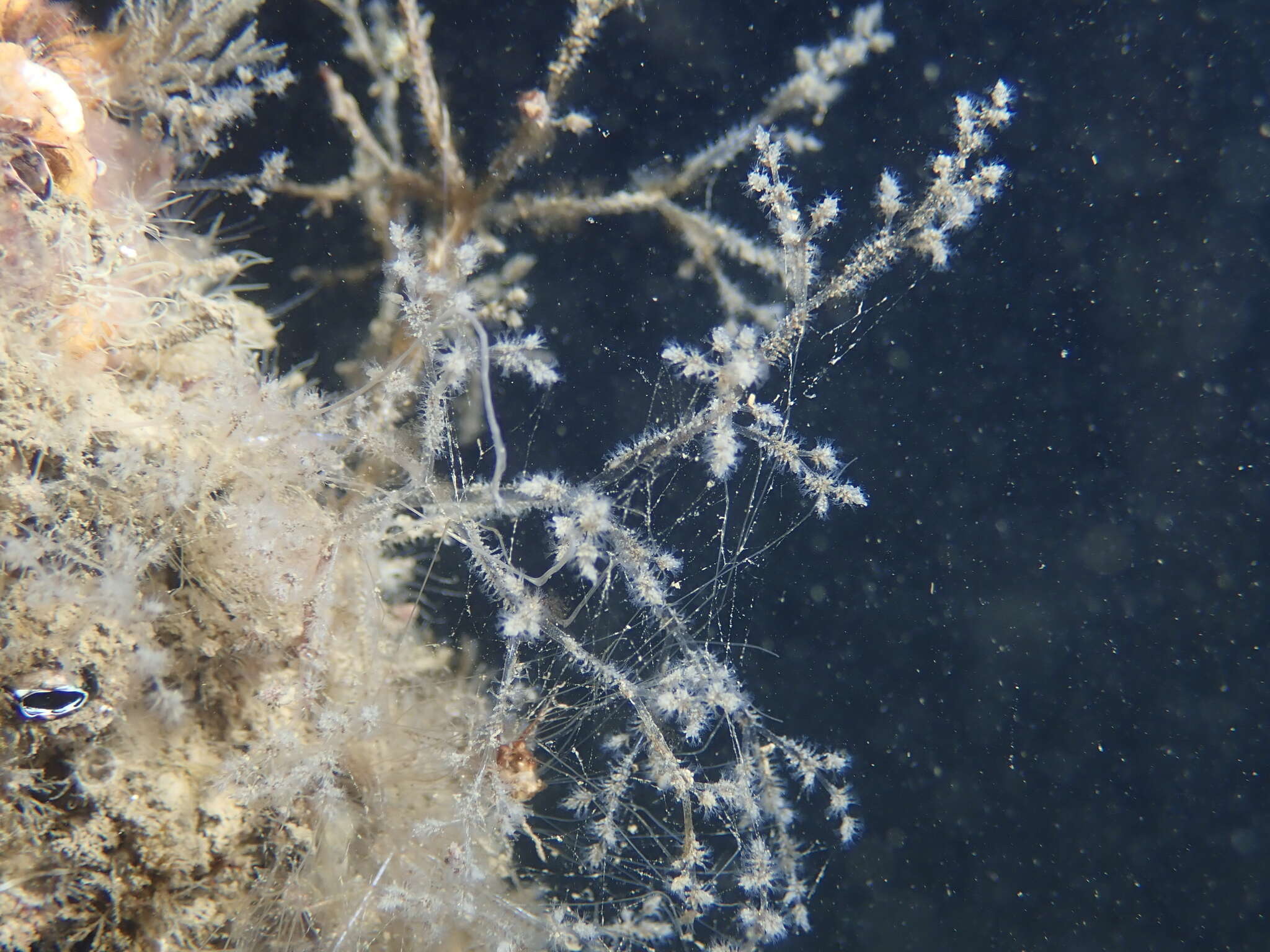 Image of Spaghetti bryozoan