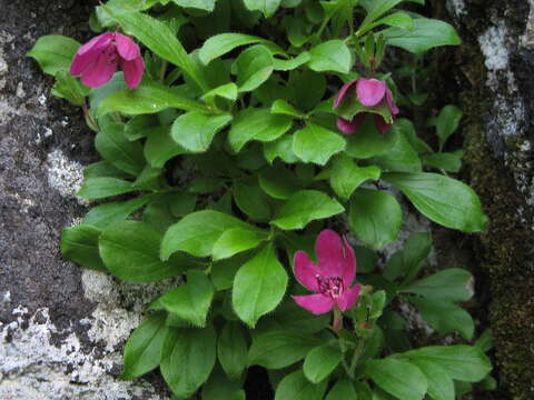 Imagem de Rhododendron camtschaticum Pall.