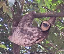 Image of Pale-throated Sloth