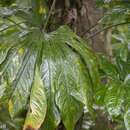 Imagem de Anthurium palmatum (L.) Schott