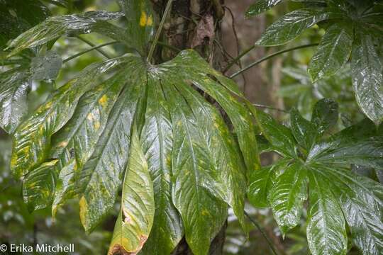 Anthurium palmatum (L.) Schott resmi