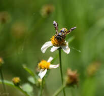 Image of Paranthidium gabbii (Cresson 1878)