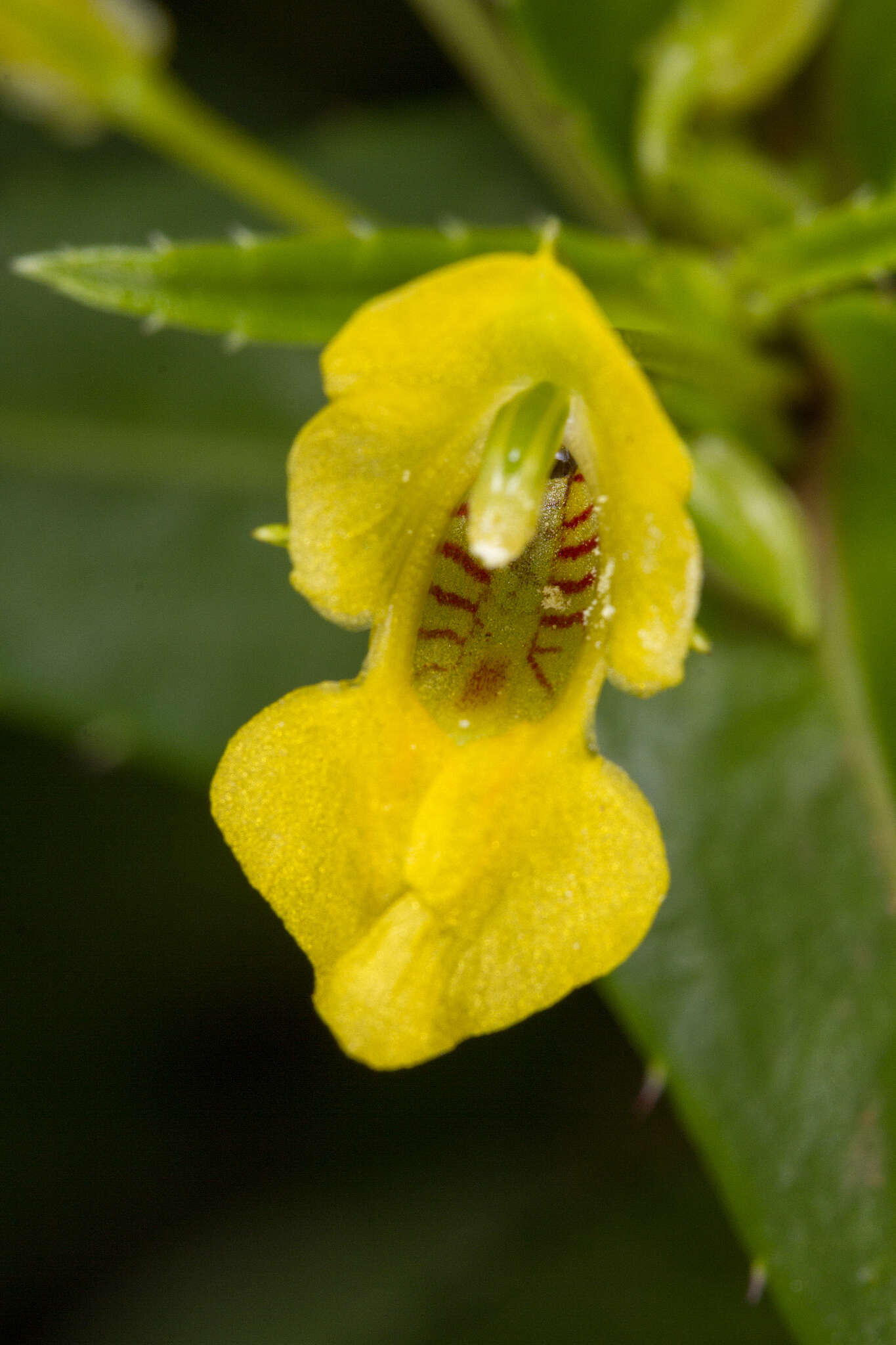 Image of Impatiens dalzellii Hook. fil. & Thoms.