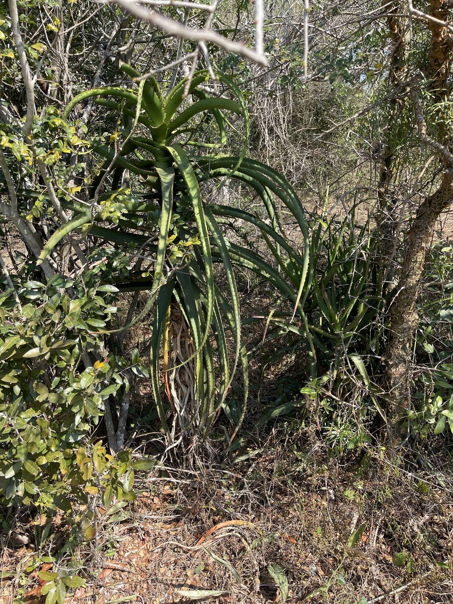 Image of Aloe rupestris Baker