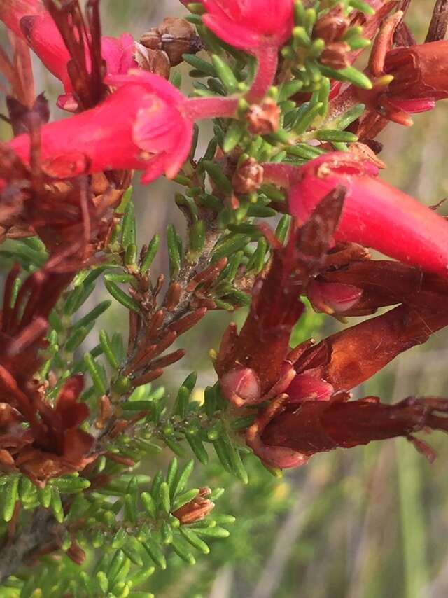 Image of <i>Erica monadelphia</i>