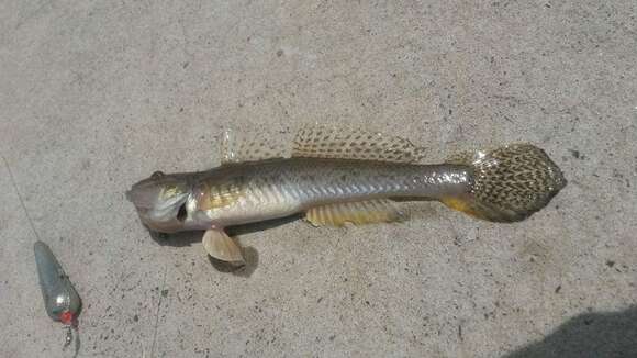 Image of Acanthogobius