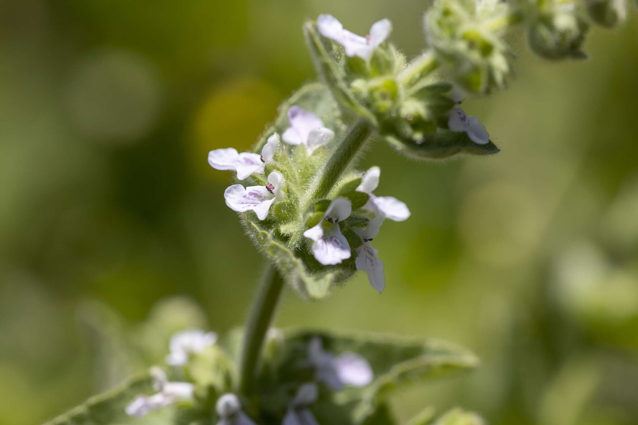 Image of Sonoma Hedge-Nettle