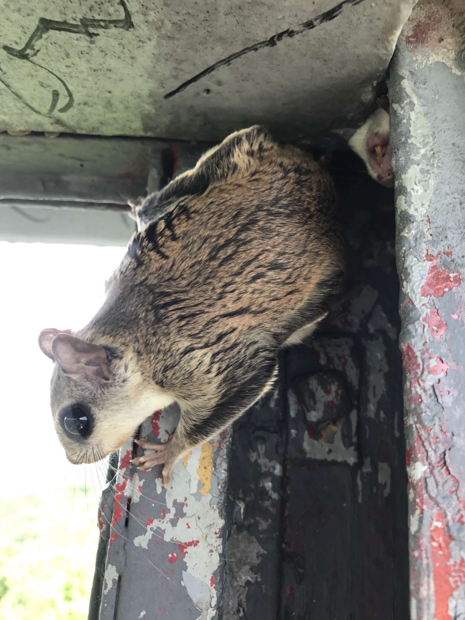 Image of American Flying Squirrels