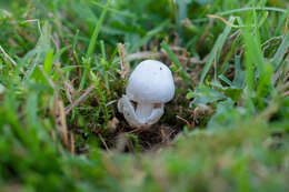 Image of Volvariella pusilla (Pers.) Singer 1951