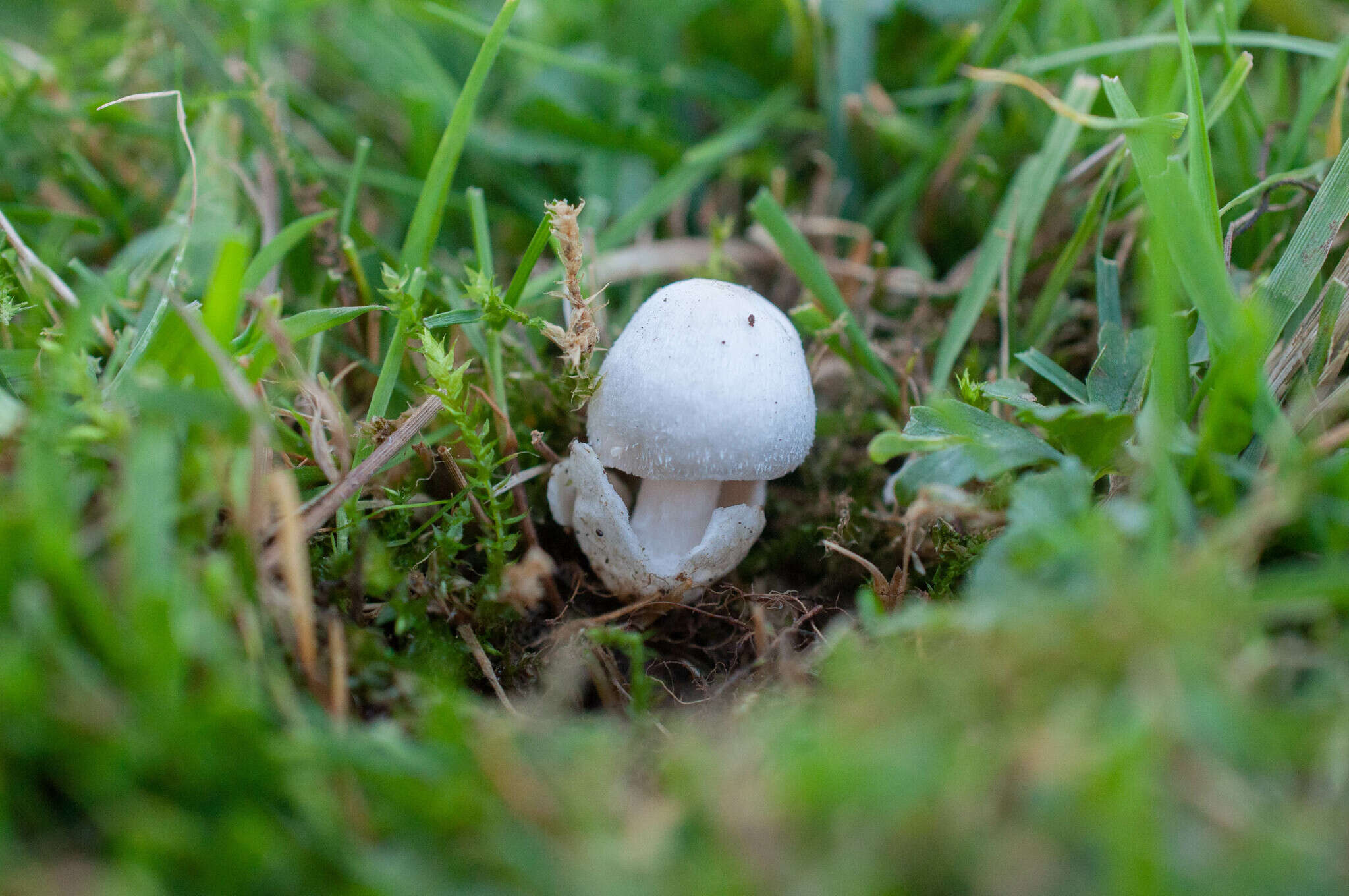 Image of Volvariella pusilla (Pers.) Singer 1951