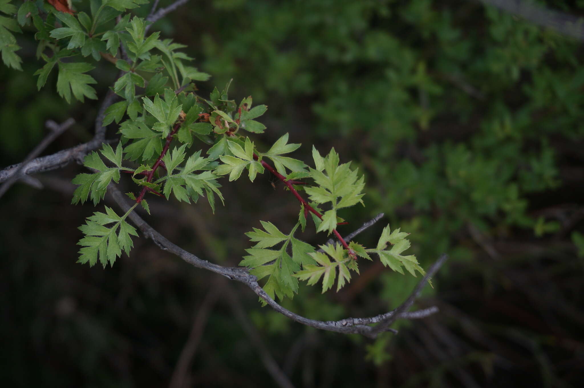 Plancia ëd Crataegus pallasii Griseb.