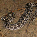 Image of Lowland Swamp Viper