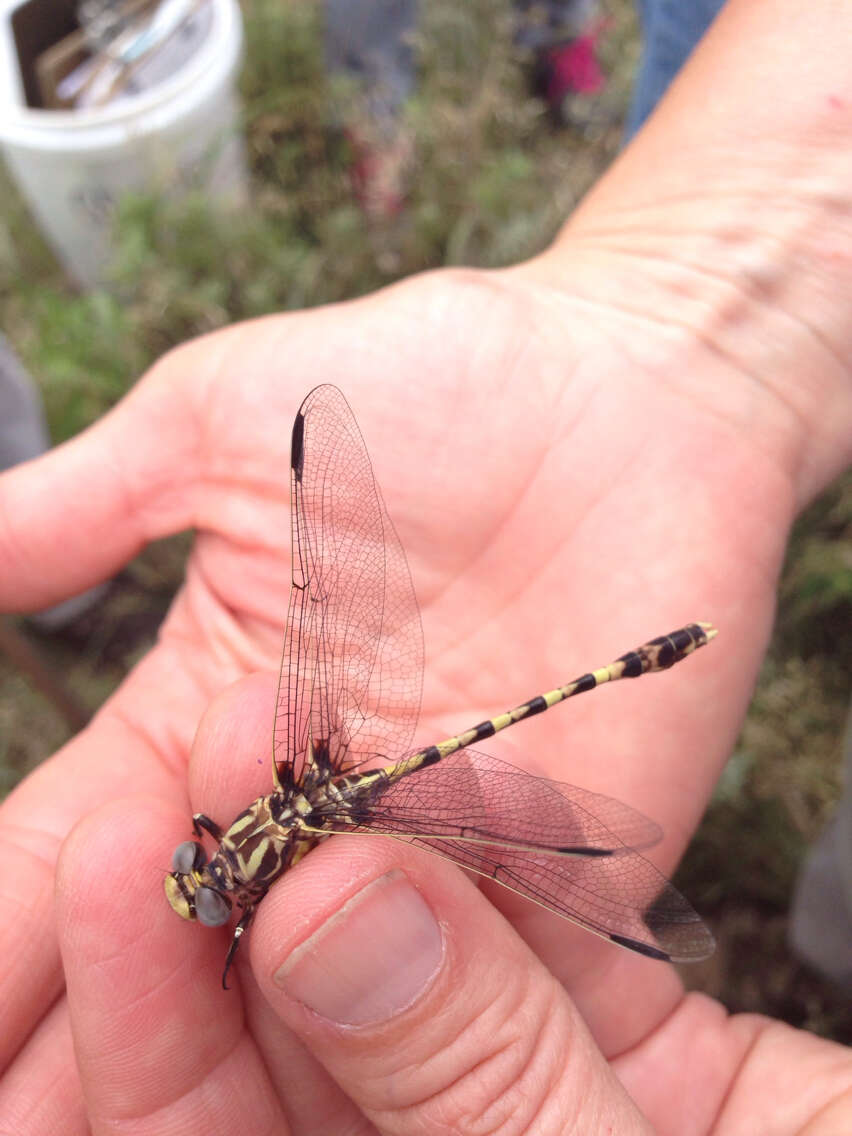 Image of Progomphus Selys 1854