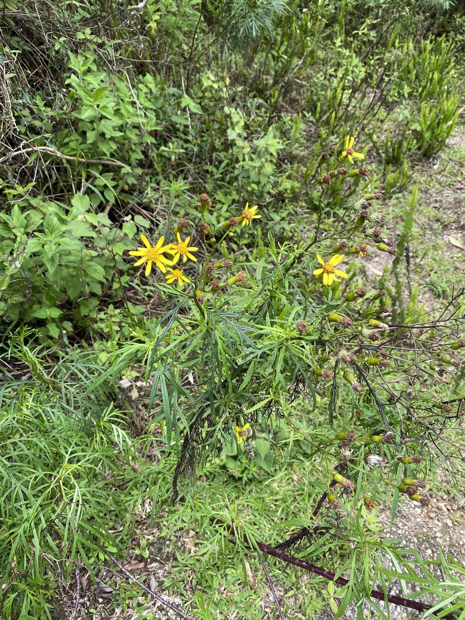 Sivun Senecio brasiliensis (Spreng.) Less. kuva