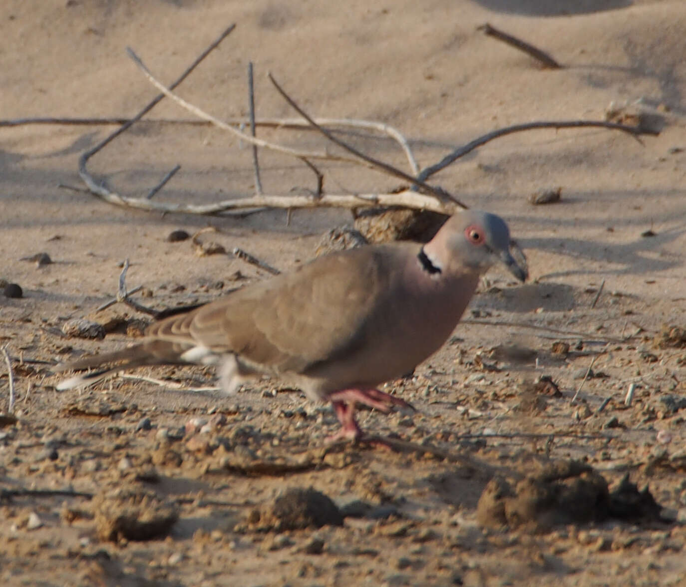 Image of African Mourning Dove