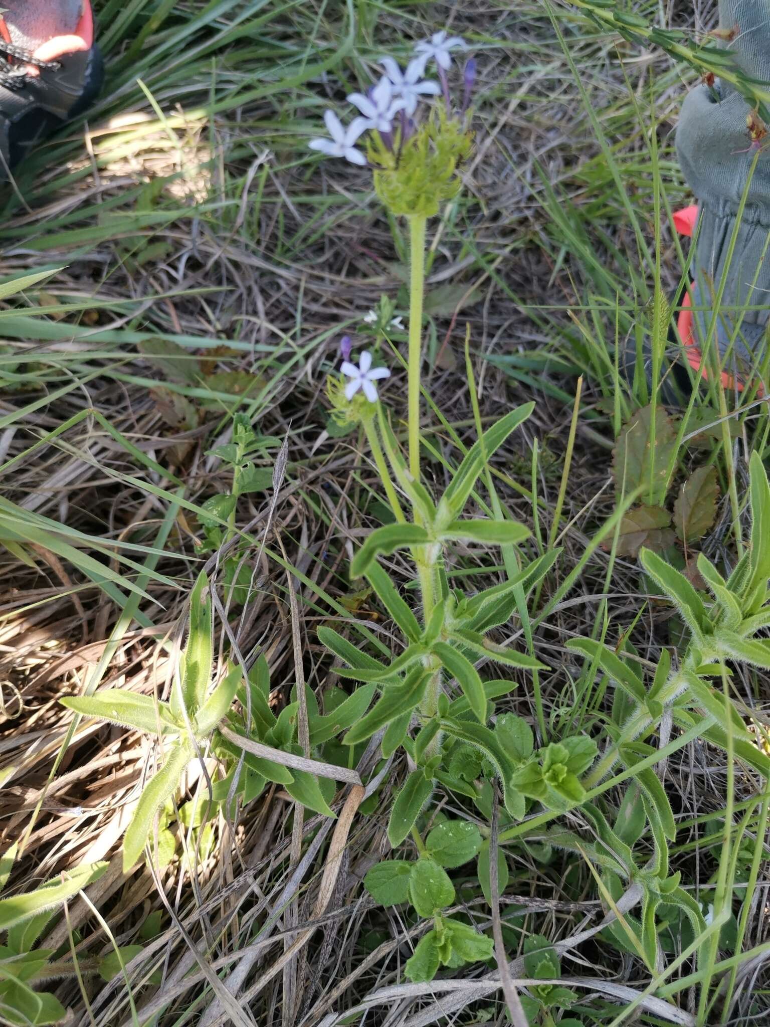 Image of Pentanisia prunelloides subsp. prunelloides