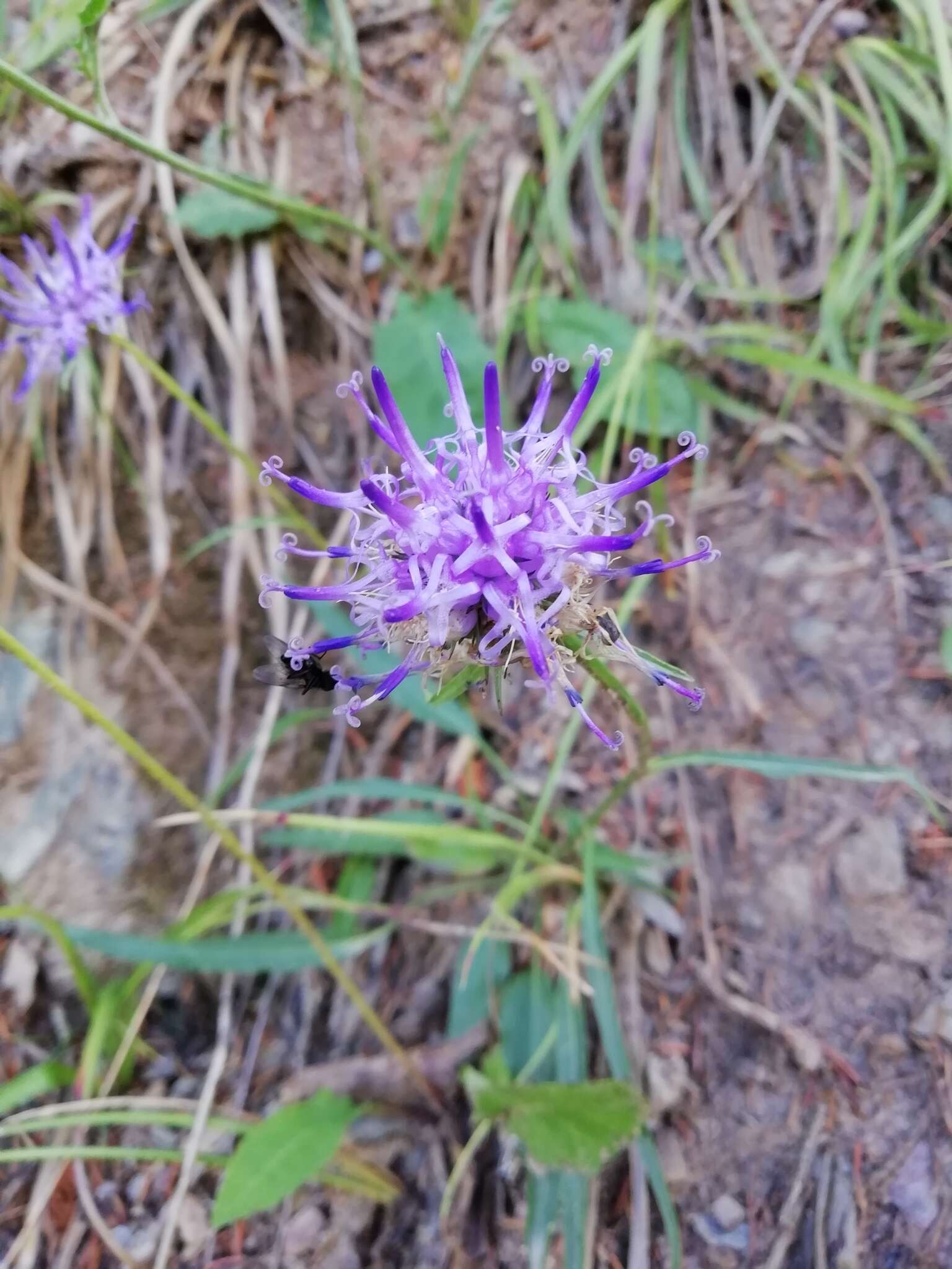 صورة Phyteuma scheuchzeri subsp. scheuchzeri