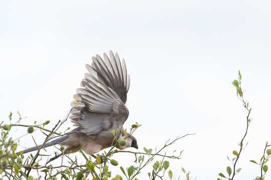 Image of Bare-faced Go-away Bird