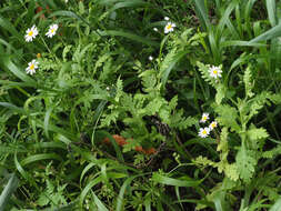 صورة Argyranthemum adauctum subsp. jacobiifolium