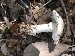 Image of Western North American Destroying Angel