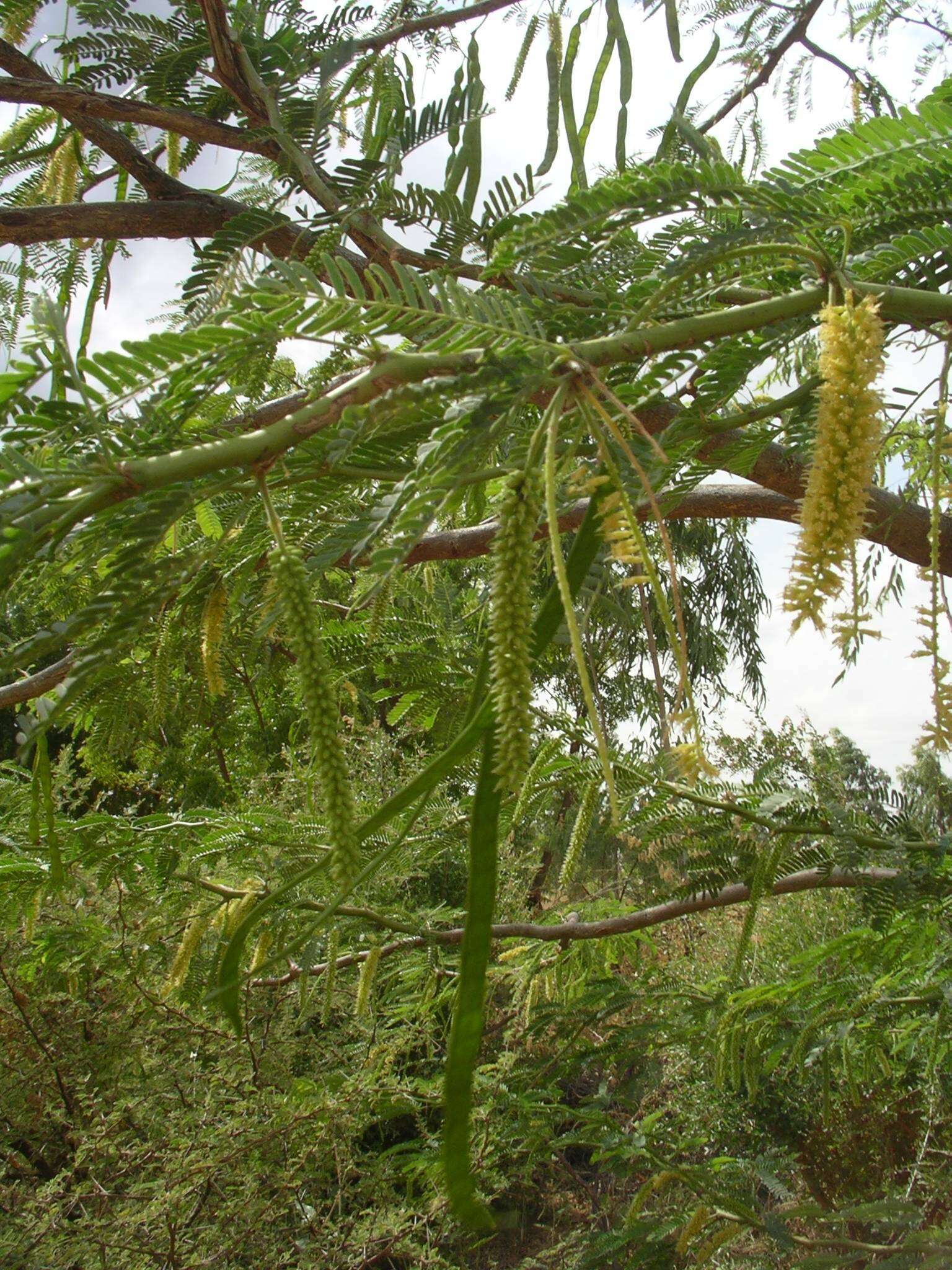 Image of African mesquite