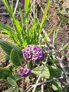 Image of Phacelia brachyantha Benth.