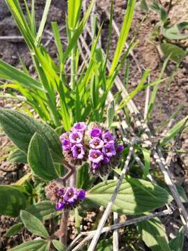 Phacelia brachyantha Benth. resmi