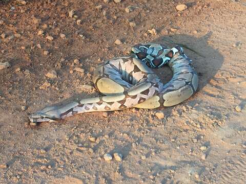 Boa constrictor constrictor Linnaeus 1758 resmi