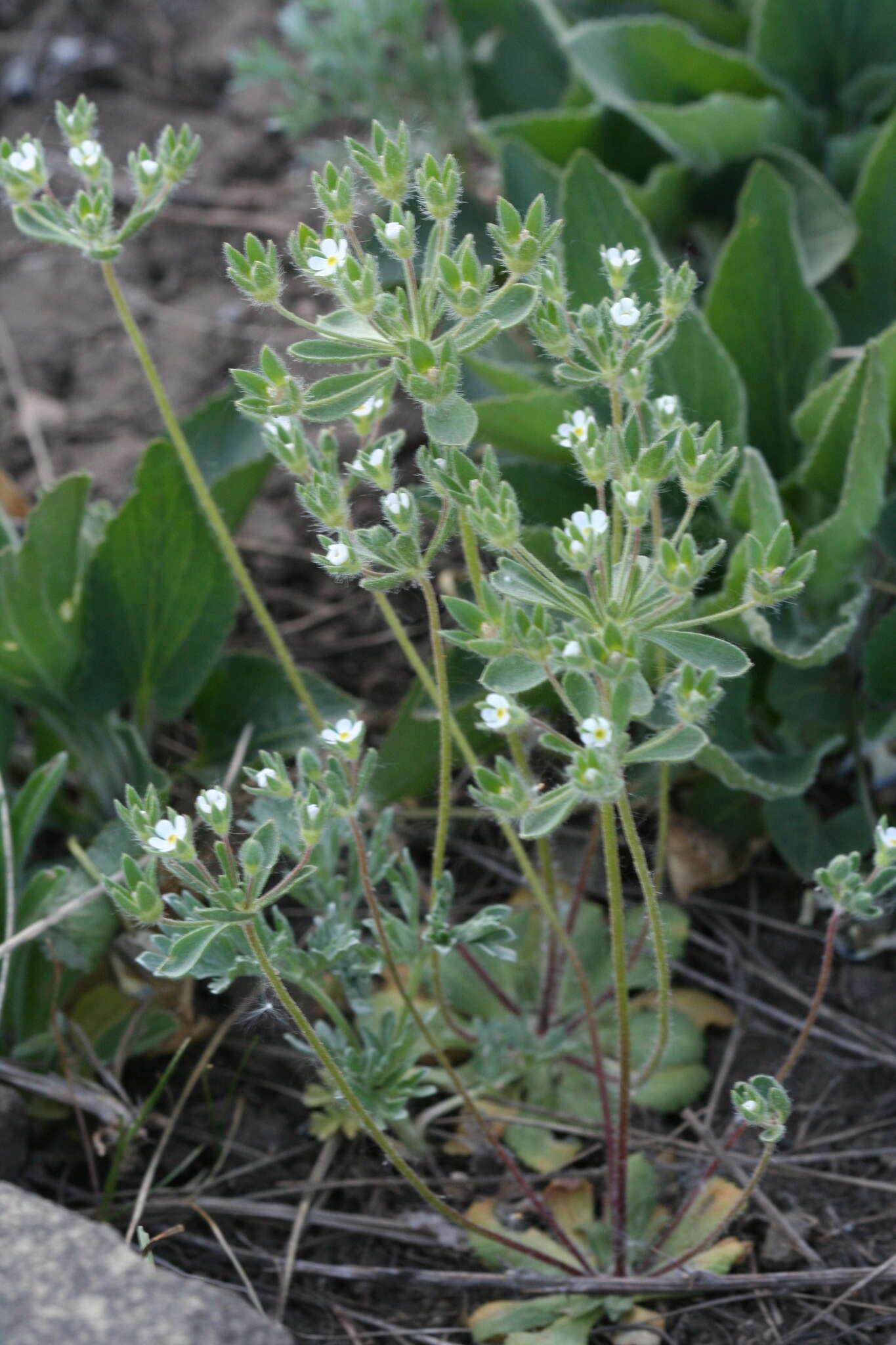 Image of greater rockjasmine