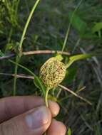 Plancia ëd Puccinia vincae (DC.) Berk. 1836