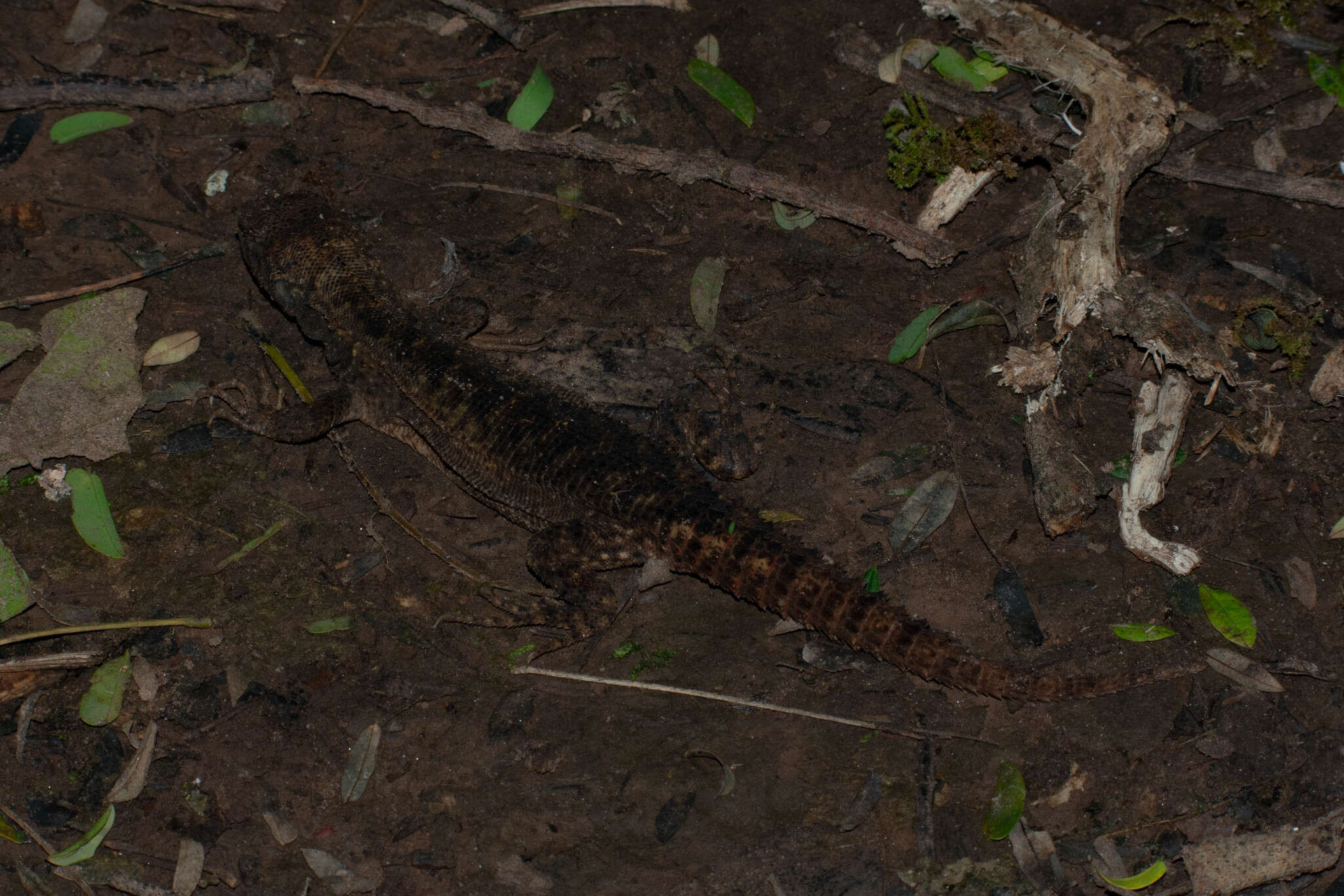 Image of Rose Whorltail Iguana