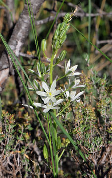 Image of <i>Ornithogalum narbonense</i> L.