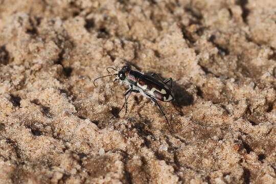 Слика од Cicindela (Cicindelidia) willistoni hirtifrons Willis 1967