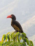 Image of Crowned Hornbill