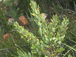 Image of Morella humilis (Cham. & Schltdl.) D. J. B. Killick