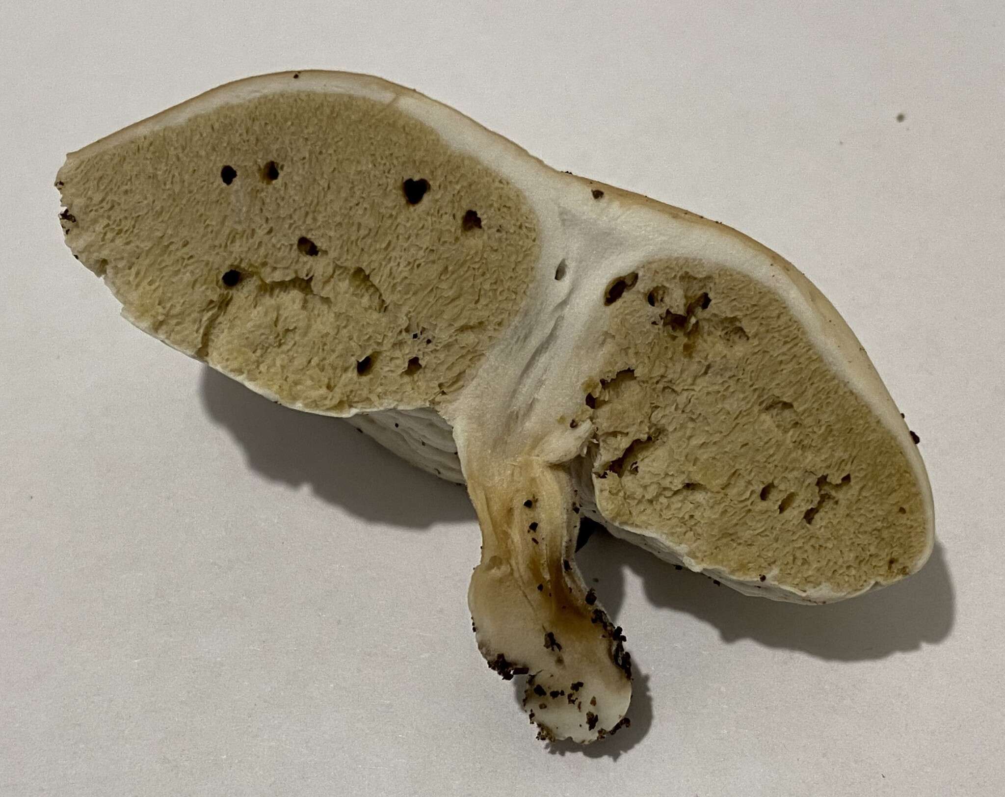 Image of Boletus semigastroideus Nuhn, Manfr. Binder, A. F. S. Taylor, Halling & Hibbett 2013