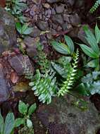 Plancia ëd Bolbitis appendiculata (Willd.) Iwatsuki