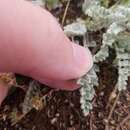 Sivun Astragalus purshii var. concinnus Barneby kuva