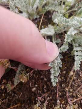 Image of woollypod milkvetch