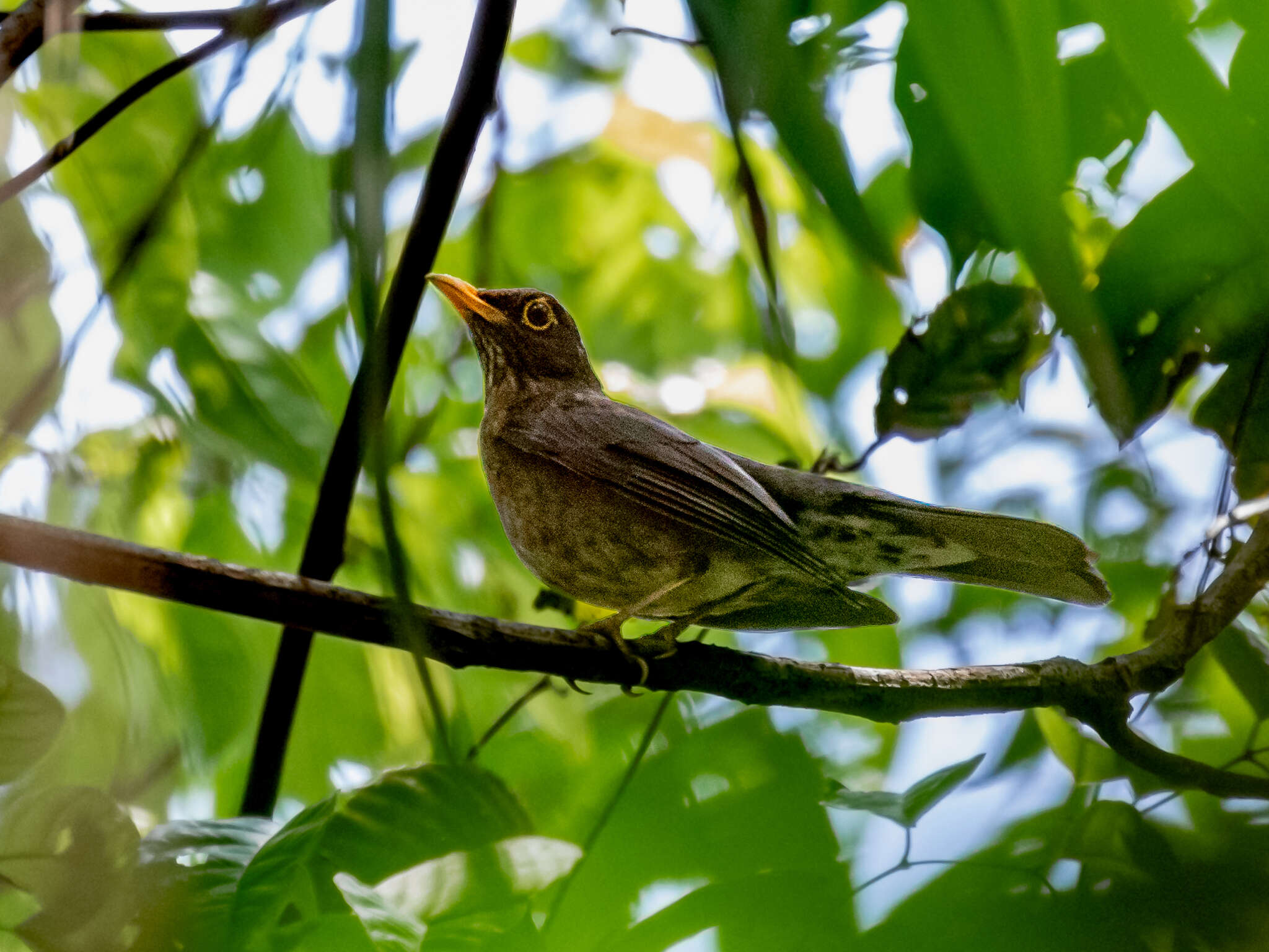 Image of Lawrence's Thrush