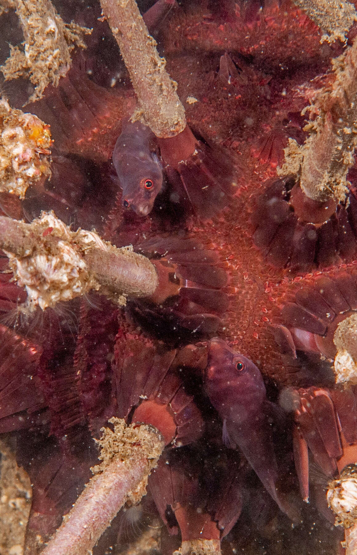 Image of Broad clingfish