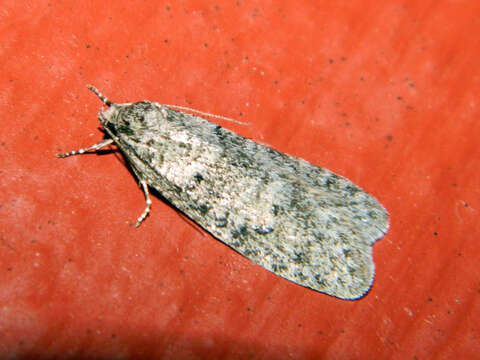 Image of Dull Flatbody Moth