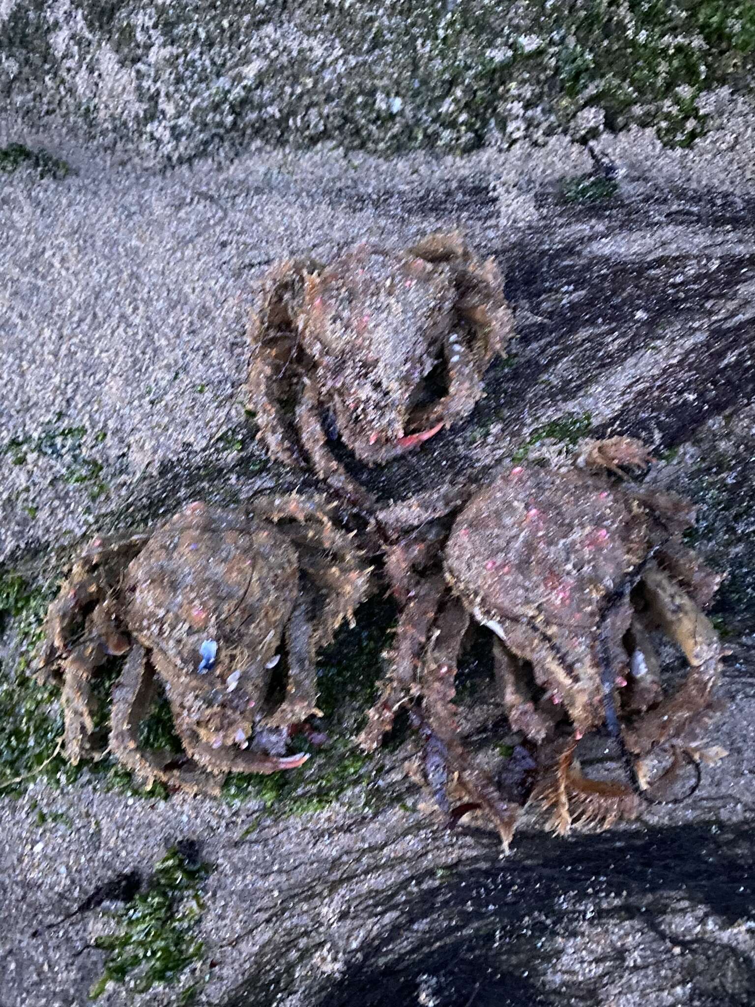 Image of Masking Crab