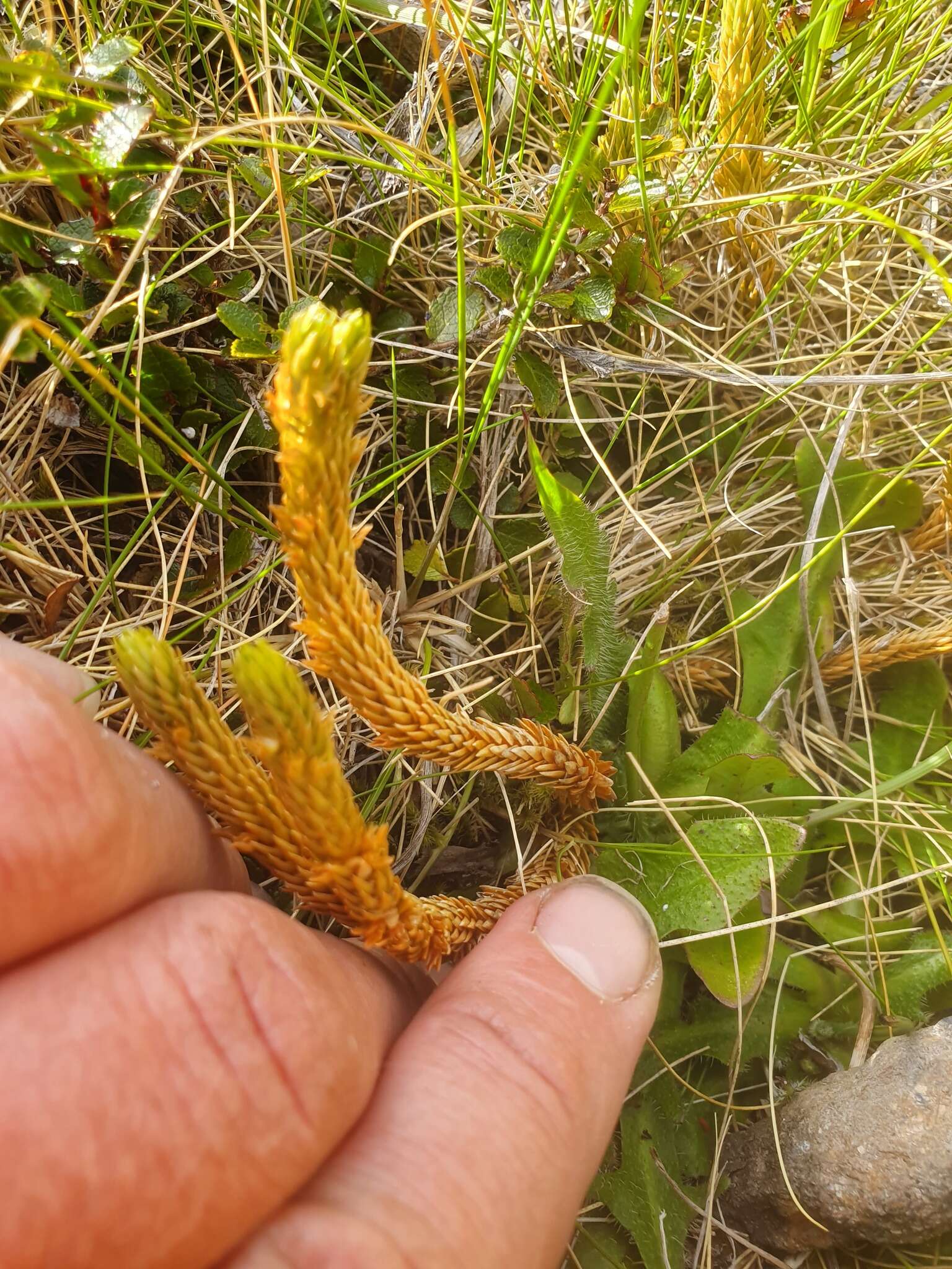 Image of Huperzia australiana (Herter) Holub