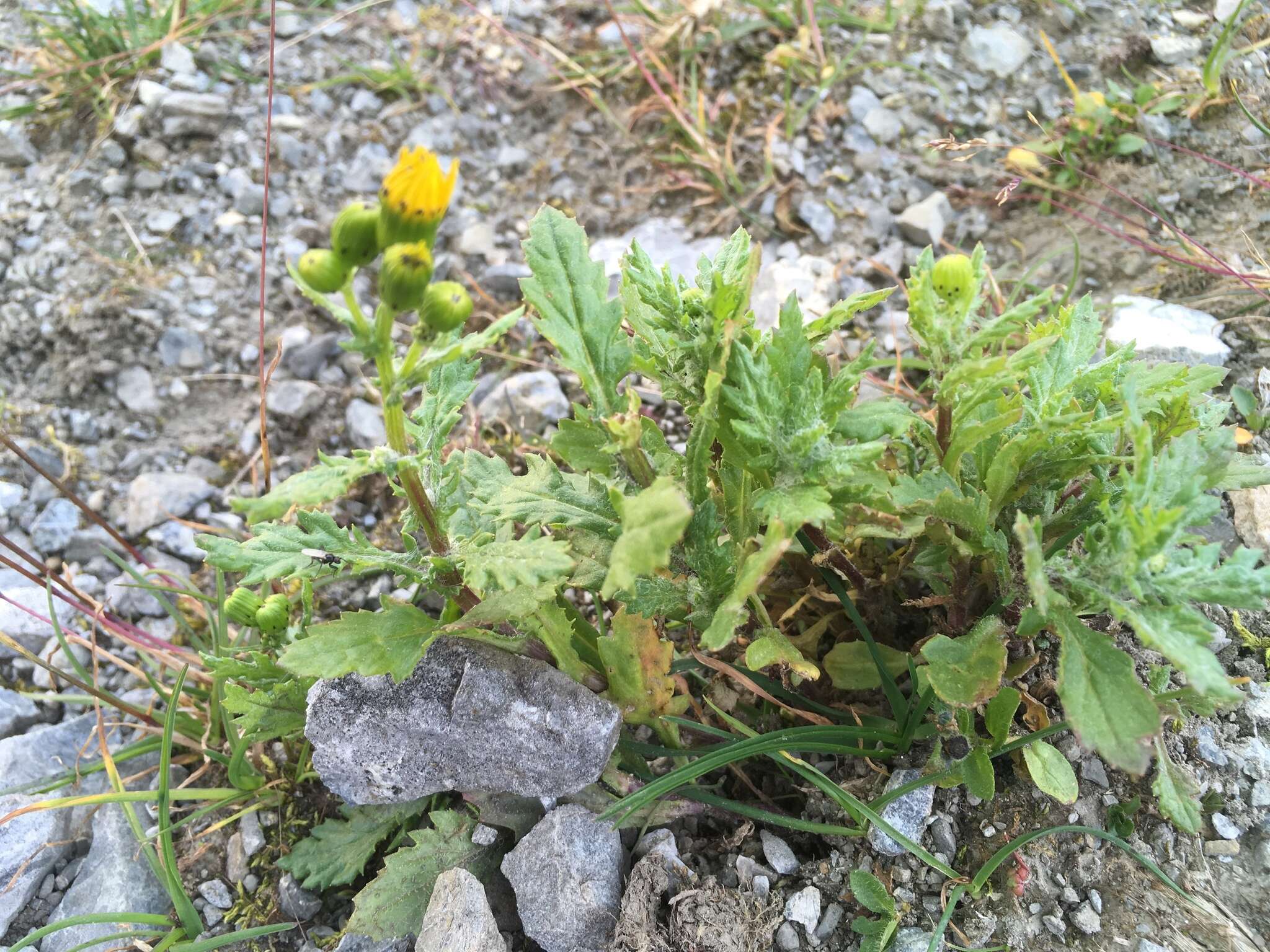 Image of rock ragwort