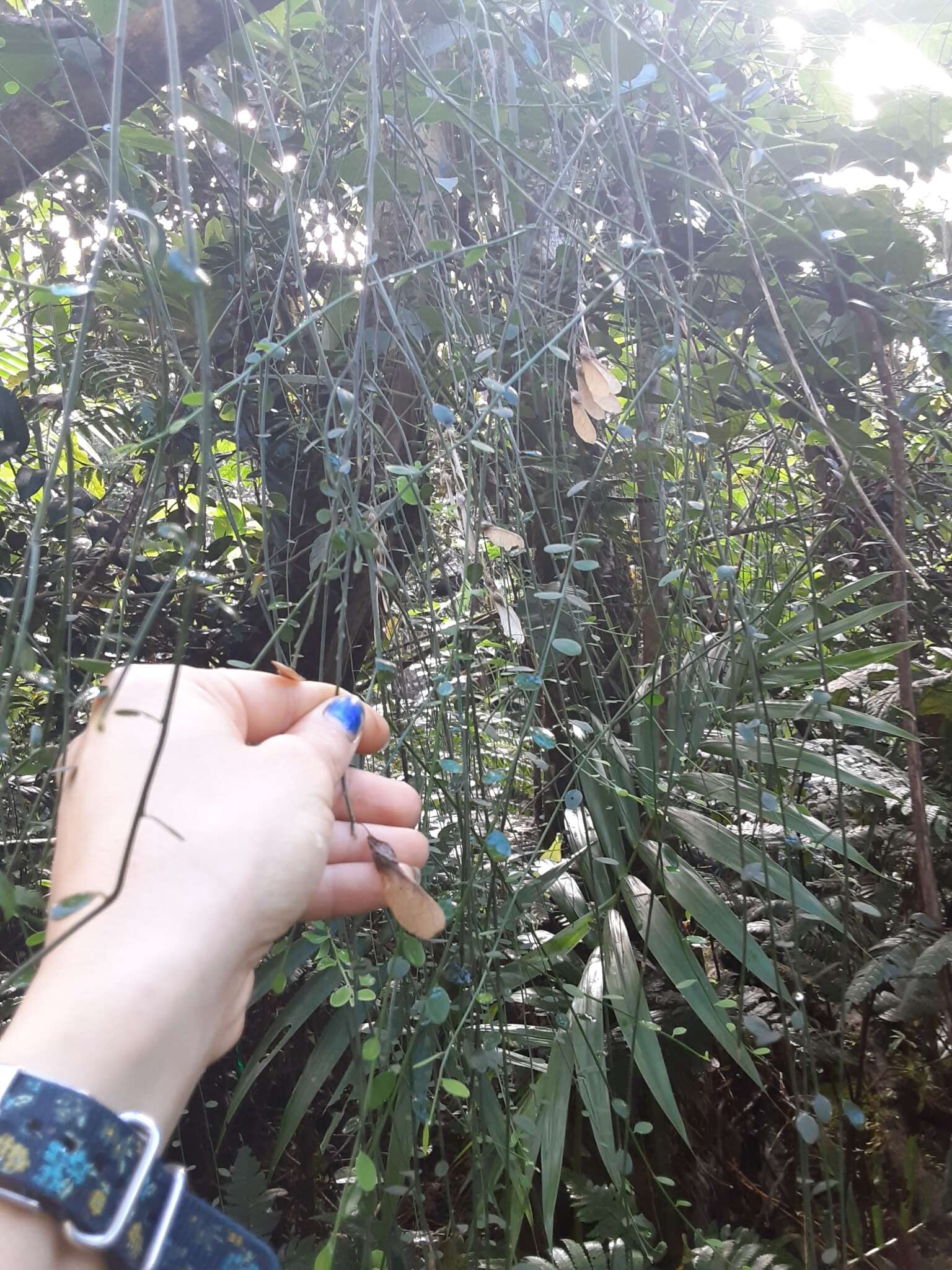 Image of Wand Jaboncillo