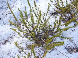 Image of Atlantic St. John's-Wort