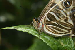 Image of Morpho sulkowskyi Kollar 1850